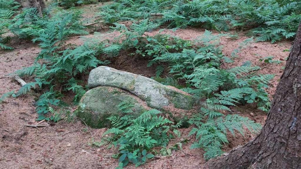 Stenen in het bos